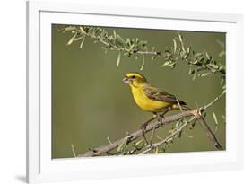 Yellow canary (Crithagra flaviventris), male, Kgalagadi Transfrontier Park, South Africa, Africa-James Hager-Framed Photographic Print