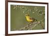 Yellow canary (Crithagra flaviventris), male, Kgalagadi Transfrontier Park, South Africa, Africa-James Hager-Framed Photographic Print