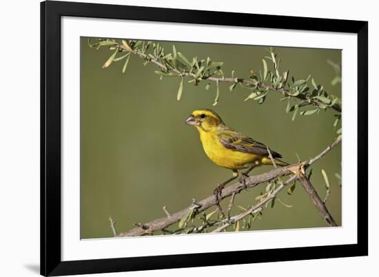 Yellow canary (Crithagra flaviventris), male, Kgalagadi Transfrontier Park, South Africa, Africa-James Hager-Framed Photographic Print