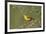 Yellow canary (Crithagra flaviventris), male, Kgalagadi Transfrontier Park, South Africa, Africa-James Hager-Framed Photographic Print