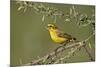 Yellow canary (Crithagra flaviventris), male, Kgalagadi Transfrontier Park, South Africa, Africa-James Hager-Mounted Photographic Print