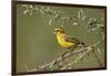 Yellow canary (Crithagra flaviventris), male, Kgalagadi Transfrontier Park, South Africa, Africa-James Hager-Framed Photographic Print