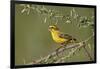 Yellow canary (Crithagra flaviventris), male, Kgalagadi Transfrontier Park, South Africa, Africa-James Hager-Framed Photographic Print