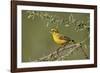 Yellow canary (Crithagra flaviventris), male, Kgalagadi Transfrontier Park, South Africa, Africa-James Hager-Framed Photographic Print