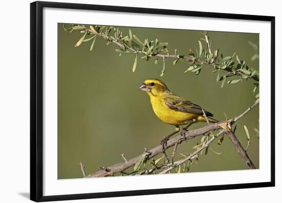 Yellow canary (Crithagra flaviventris), male, Kgalagadi Transfrontier Park, South Africa, Africa-James Hager-Framed Photographic Print