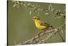 Yellow canary (Crithagra flaviventris), male, Kgalagadi Transfrontier Park, South Africa, Africa-James Hager-Stretched Canvas