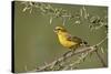 Yellow canary (Crithagra flaviventris), male, Kgalagadi Transfrontier Park, South Africa, Africa-James Hager-Stretched Canvas