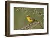 Yellow canary (Crithagra flaviventris), male, Kgalagadi Transfrontier Park, South Africa, Africa-James Hager-Framed Photographic Print