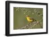 Yellow canary (Crithagra flaviventris), male, Kgalagadi Transfrontier Park, South Africa, Africa-James Hager-Framed Photographic Print