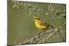 Yellow canary (Crithagra flaviventris), male, Kgalagadi Transfrontier Park, South Africa, Africa-James Hager-Mounted Photographic Print