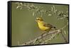 Yellow canary (Crithagra flaviventris), male, Kgalagadi Transfrontier Park, South Africa, Africa-James Hager-Framed Stretched Canvas
