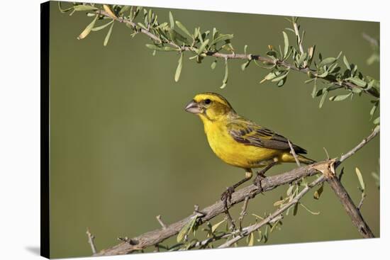 Yellow canary (Crithagra flaviventris), male, Kgalagadi Transfrontier Park, South Africa, Africa-James Hager-Stretched Canvas