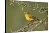 Yellow canary (Crithagra flaviventris), male, Kgalagadi Transfrontier Park, South Africa, Africa-James Hager-Stretched Canvas