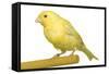 Yellow Canary on Perch-null-Framed Stretched Canvas