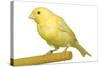 Yellow Canary on Perch-null-Stretched Canvas