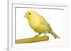 Yellow Canary on Perch-null-Framed Premium Photographic Print