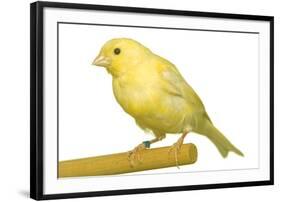 Yellow Canary on Perch-null-Framed Premium Photographic Print