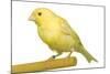 Yellow Canary on Perch-null-Mounted Premium Photographic Print