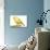 Yellow Canary on Perch-null-Photographic Print displayed on a wall