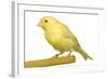 Yellow Canary on Perch-null-Framed Photographic Print