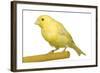 Yellow Canary on Perch-null-Framed Photographic Print