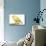 Yellow Canary on Perch-null-Mounted Photographic Print displayed on a wall