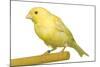 Yellow Canary on Perch-null-Mounted Photographic Print