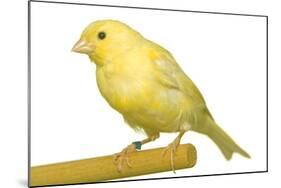 Yellow Canary on Perch-null-Mounted Photographic Print