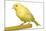 Yellow Canary on Perch-null-Mounted Photographic Print