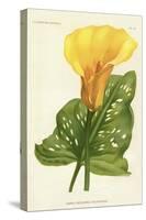 Yellow Canna Lily-null-Stretched Canvas