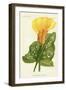 Yellow Canna Lily-null-Framed Giclee Print