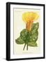 Yellow Canna Lily-null-Framed Giclee Print