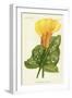 Yellow Canna Lily-null-Framed Giclee Print