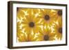 Yellow Cape Dasies-Cora Niele-Framed Photographic Print