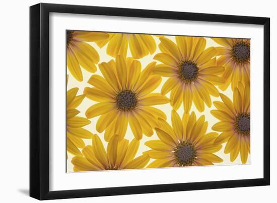 Yellow Cape Dasies-Cora Niele-Framed Photographic Print