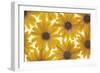 Yellow Cape Dasies-Cora Niele-Framed Photographic Print