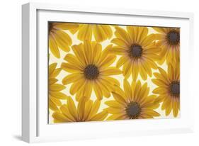 Yellow Cape Dasies-Cora Niele-Framed Photographic Print