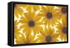 Yellow Cape Dasies-Cora Niele-Framed Stretched Canvas