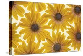 Yellow Cape Dasies-Cora Niele-Stretched Canvas