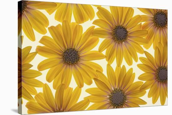 Yellow Cape Dasies-Cora Niele-Stretched Canvas