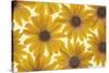 Yellow Cape Dasies-Cora Niele-Stretched Canvas