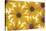 Yellow Cape Dasies-Cora Niele-Stretched Canvas