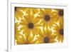 Yellow Cape Dasies-Cora Niele-Framed Photographic Print