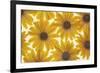 Yellow Cape Dasies-Cora Niele-Framed Photographic Print