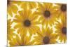 Yellow Cape Dasies-Cora Niele-Mounted Photographic Print