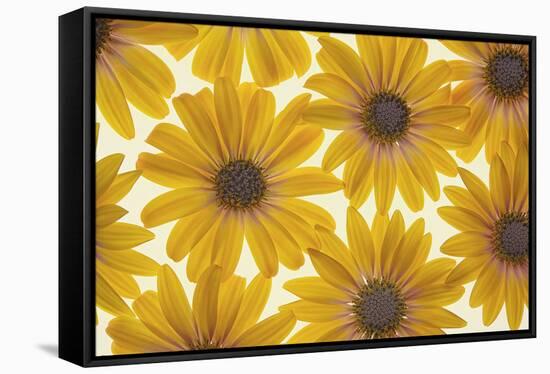 Yellow Cape Dasies-Cora Niele-Framed Stretched Canvas