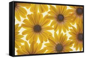 Yellow Cape Dasies-Cora Niele-Framed Stretched Canvas