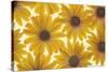Yellow Cape Dasies-Cora Niele-Stretched Canvas