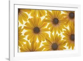 Yellow Cape Dasies-Cora Niele-Framed Photographic Print