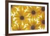 Yellow Cape Dasies-Cora Niele-Framed Photographic Print